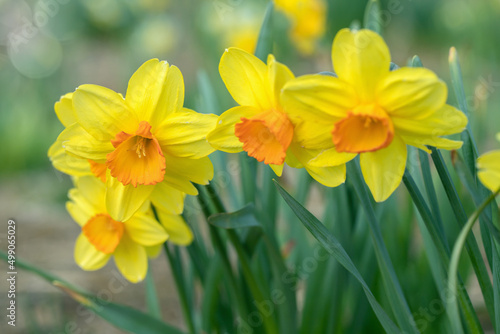 Group yellow large-cupped daffodil cultivars (Genus narcissus) with an orange corona. photo