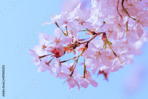 벚꽃, 벚나무, Sakura, Cherry blossom