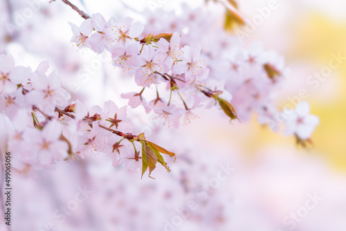 벚꽃, 벚나무, Sakura, Cherry blossom
