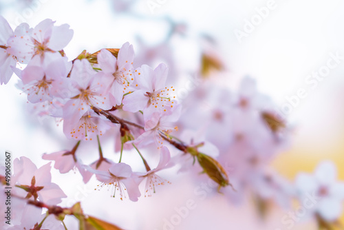 벚꽃, 벚나무, Sakura, Cherry blossom