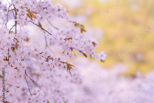 벚꽃, 벚나무, Sakura, Cherry blossom