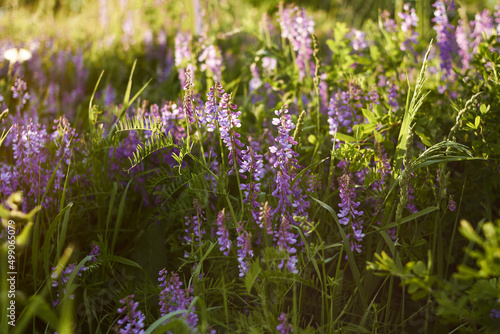 floral natural background. lilac wildflowers in a beautiful sunset light close-up. forest flower meadow