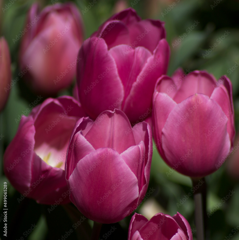 Fototapeta premium pink tulips in the garden