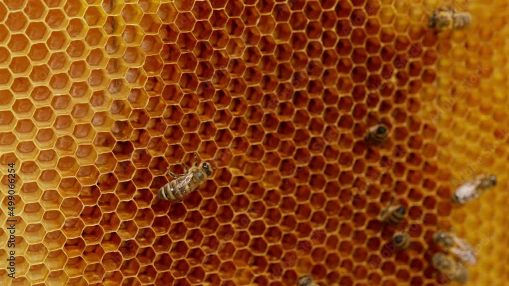 Some worker bees crawling around the empty wax cells. Hardworking insects creating the honeycombs. Close up. Some worker bees crawling around the empty wax cells. Hardworking insects creating the honeycombs. Close up.