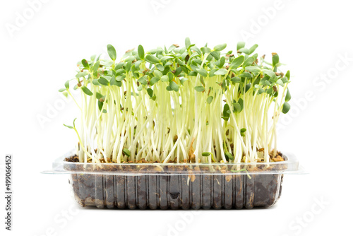 Fenugreek shoots grown in coco peat in a Transparent plastic container