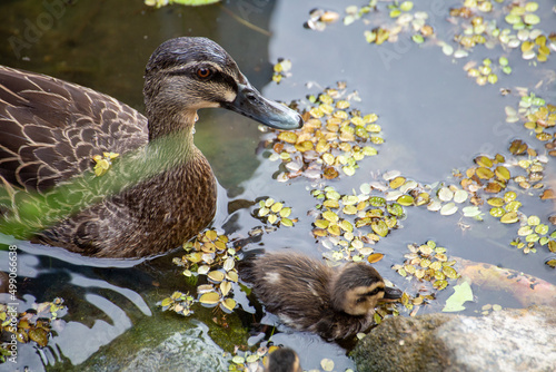 Wild Mother Duck and Duckling Swimming Amongst Rocks_