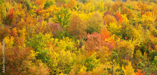 Autumn forest texture.