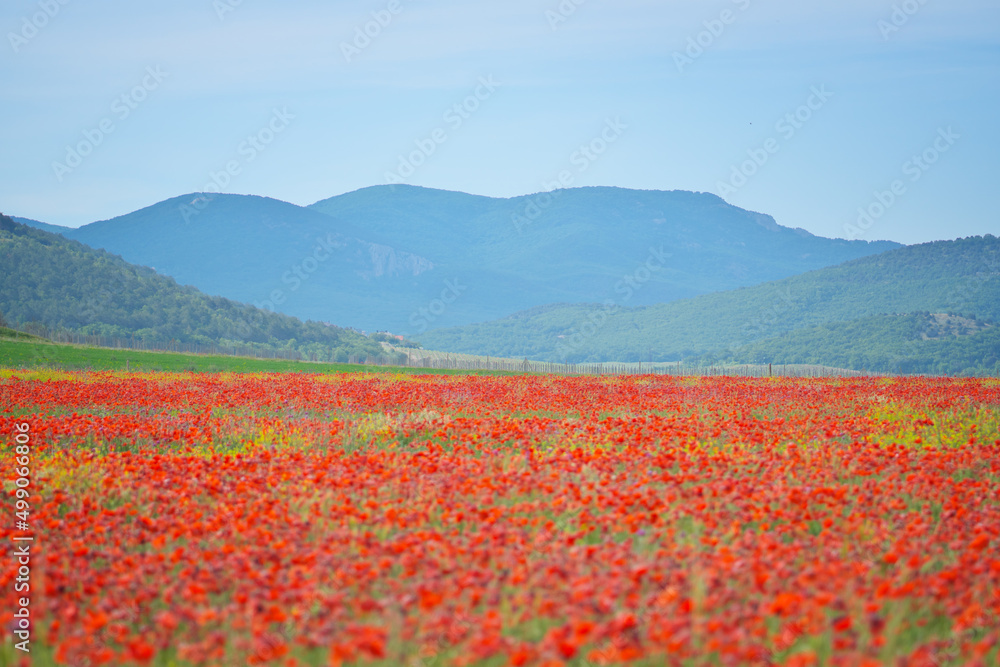 Poppy flower meadow at day in mountain