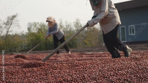 Coffee beans drying in the sun. Coffee plantations at a coffee farm, industrial agriculture in Thailand.