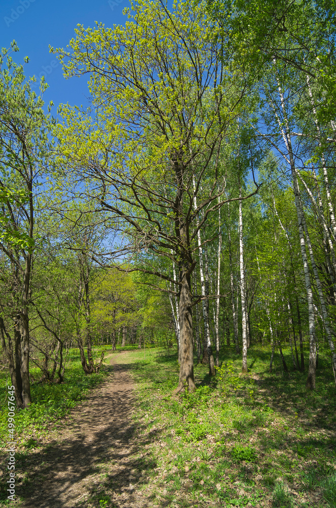 Path in the spring forest. Path in the spring forest.