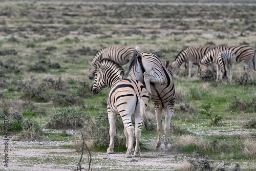 zebras running in the bush in Namibia
