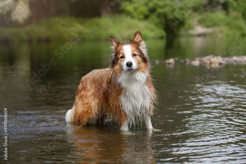 red dog border collie walks in nature. She stands happy in the water against the background of trees and looks into the camera.