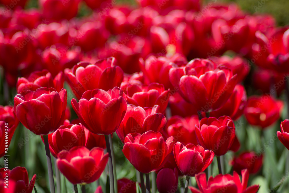 red tulips in the garden red tulips in the garden
