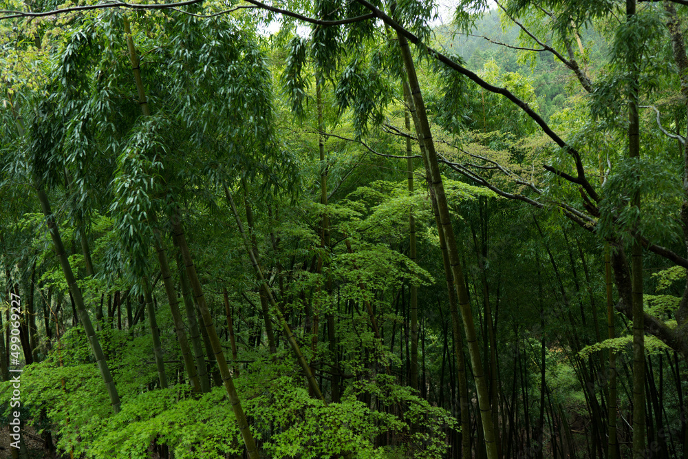forest in the morning forest in the morning