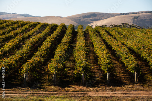 vineyard in autumn Roland flat