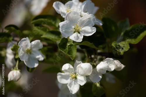 large white flowers of an apple tree with green leaves close-up on a blurred background. blooming spring garden, selective focus