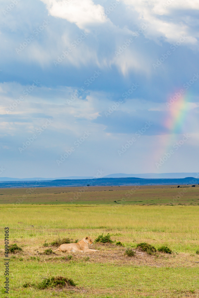 Lion on the savannah with a rainbow in the sky