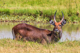 Waterbuck at a waterhole on the savannah