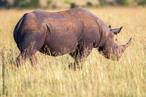 Big Black Rhinoceros walking on the grass savanna