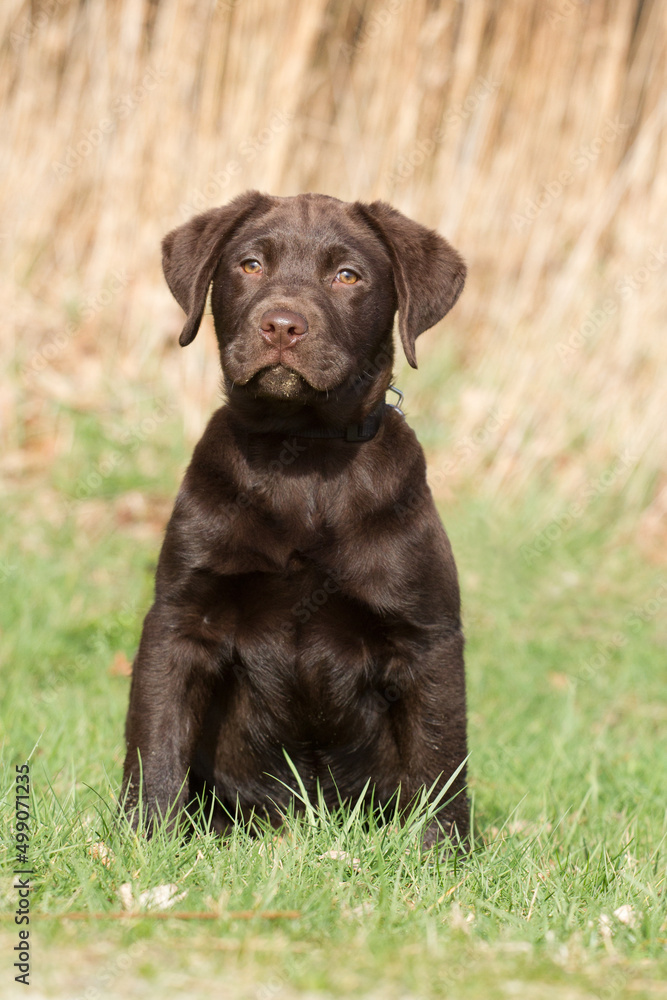 Brown labrador pup in the grass