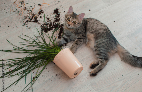 domestic cat dropped and broke a flower pot with indoor flowers and looks guilty. The concept of damage from pets. View from above. A curious kitten and a broken pot with a flower. Selective focus