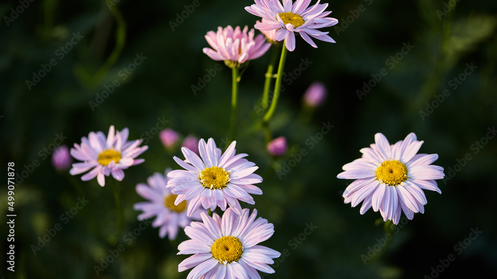 panoramic floral background. garden flowers of pink chamomile surrounded by emerald greenery. selective focus, blurred nature colorful backdrop panoramic floral background. garden flowers of pink chamomile surrounded by emerald greenery. selective focus, blurred nature colorful backdrop