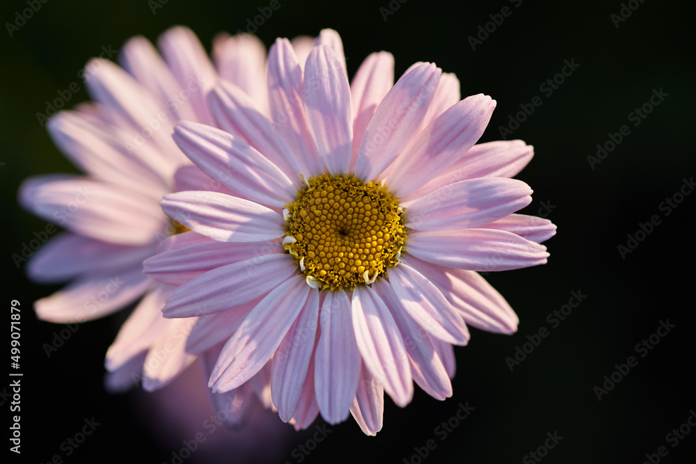 floral background with place for text. beautiful chamomile flower on a dark background close-up. summer mood in the setting sun floral background with place for text. beautiful chamomile flower on a dark background close-up. summer mood in the setting sun