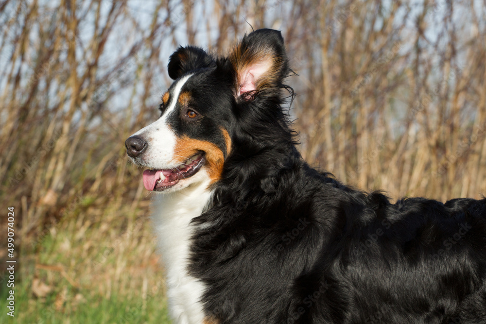 Bernese Mountain Dog looking to the left
