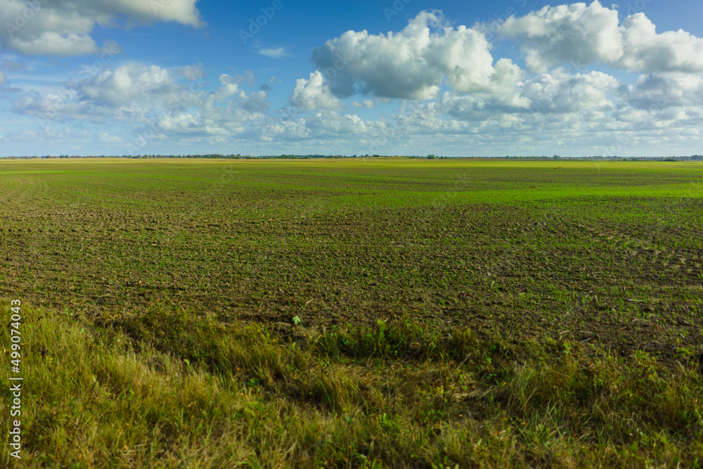 Green Agricultural Farm Field with Blue Sky and White Clouds in the Background, Grassland, Country Meadow Landscape, .World Environment Day Concept, Natural Background, Backdrop