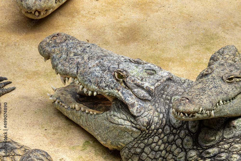 Obraz premium crocodile in the zoo