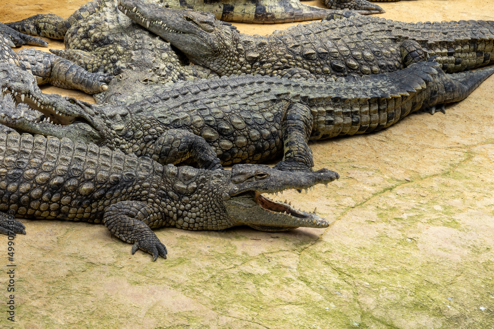 Naklejka premium crocodile in the zoo