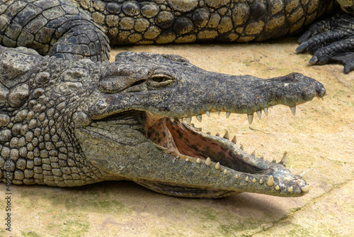 crocodile in the zoo