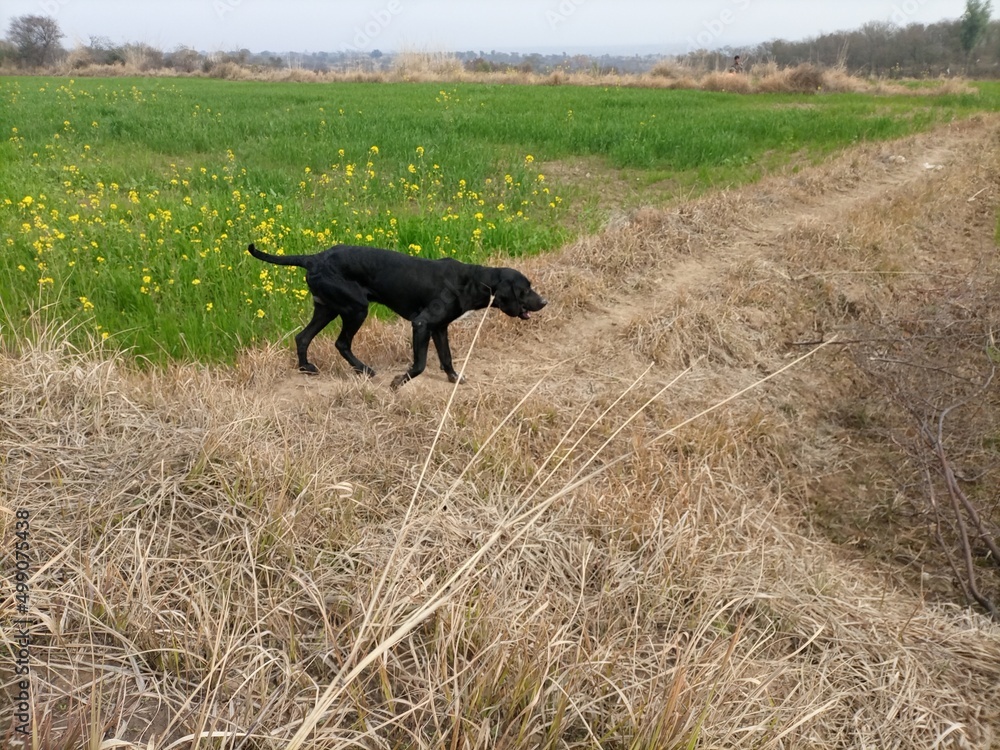 black dog running black dog running