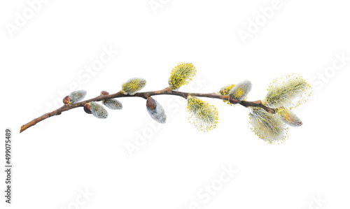 Willow branch with furry willow-catkins isolate on a white background, clipping path, no shadows. Willow twigs goat willow (Salix caprea) isolated on white background.