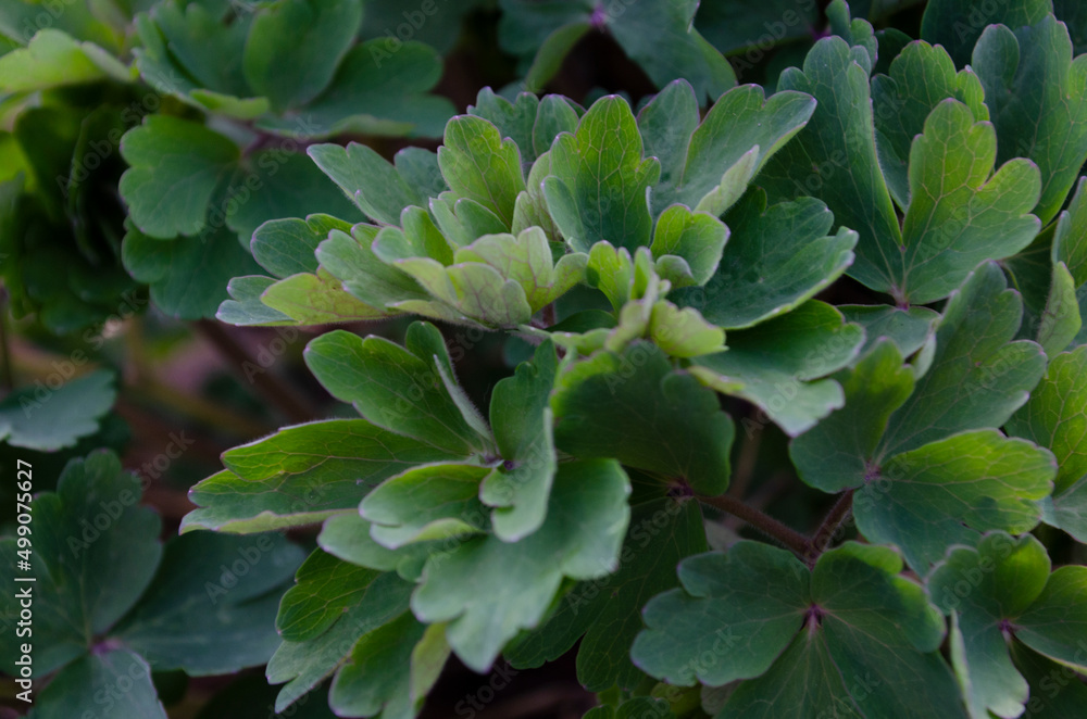 Common columbine leaves - Latin name - Aquilegia vulgaris Common columbine leaves - Latin name - Aquilegia vulgaris