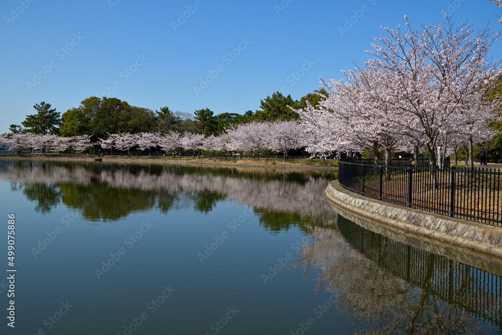 雲一つない青空と満開の桜並木が池の水面に映り込んでいる風景