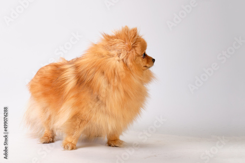 Pomeranian Pomeranian dog after grooming on a light background, side view