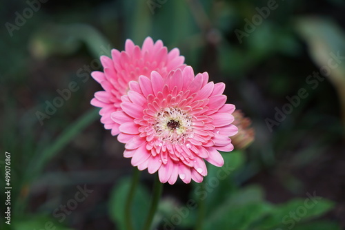 Gerbera