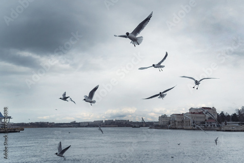 Seagulls flying in cloudy sky
