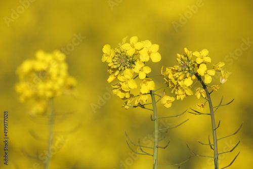 A colorful field of rapeseed
