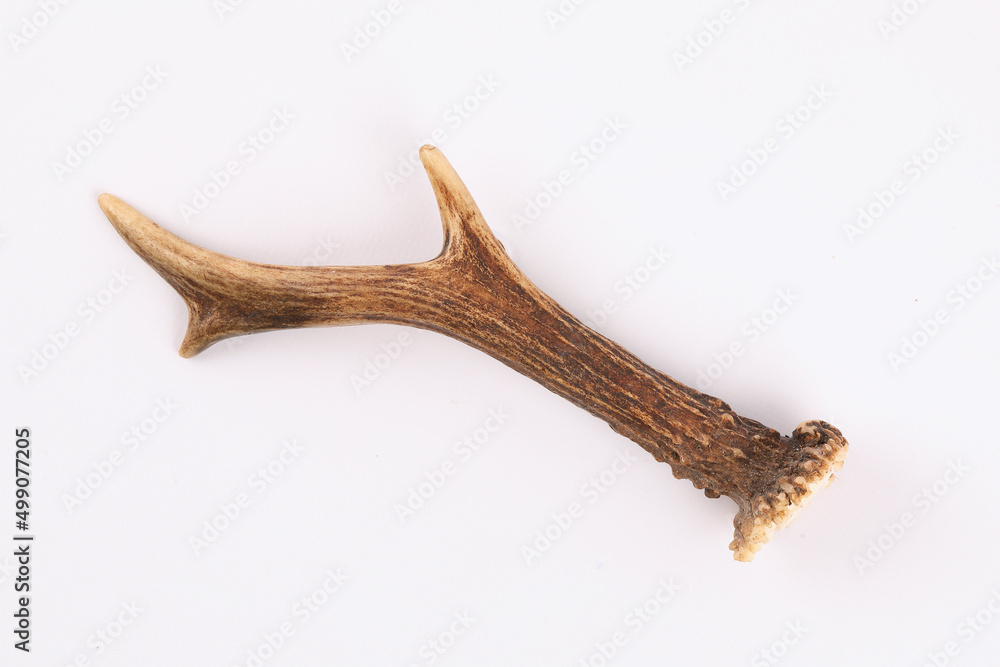 The antler of an European Roe Deer isolated on white
