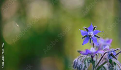 Cuadro en lienzo Beautiful close-up of a borage flower