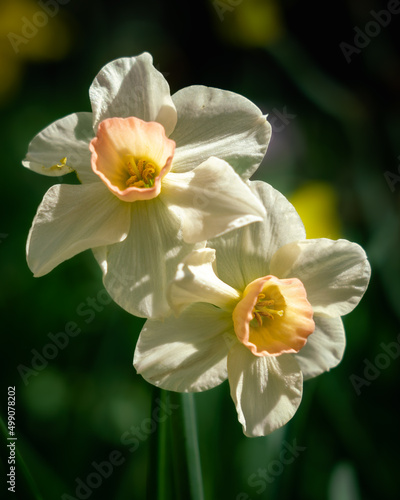 Two white daffodil flowers in close-up isolated against bokeh background