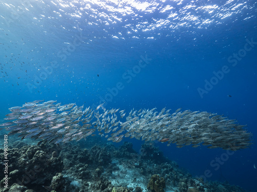 Seascape with Bait Ball  School of Fish  Mackerel fish in the coral reef of the Caribbean Sea  Curacao