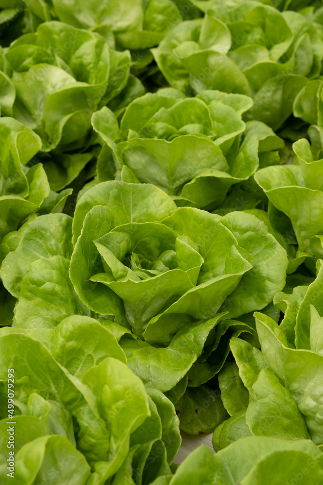 Fresh organic green oak lettuce salad plant in hydroponics vegetables farm system Fresh organic green oak lettuce salad plant in hydroponics vegetables farm system