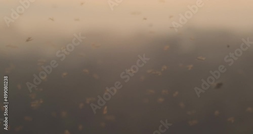 Wallpaper Mural Busy Swarm of Wasps fly around in golden hour in foreground of the rain forest Torontodigital.ca