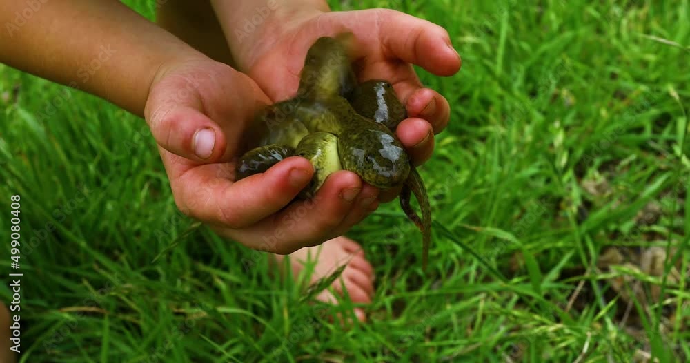 Young boys hands hold large frog tadpoles Young boys hands hold large frog tadpoles