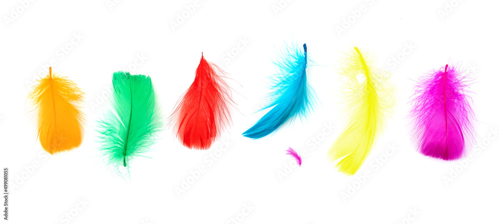 set of colorful feathers isolated on white set of colorful feathers isolated on white