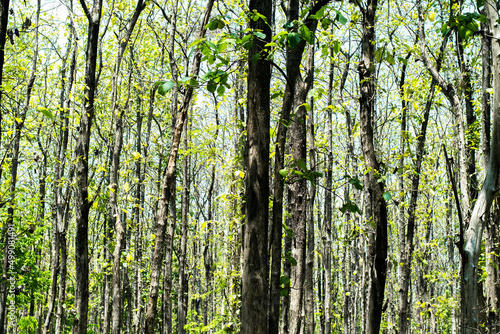 teak forest planting trees nature economy