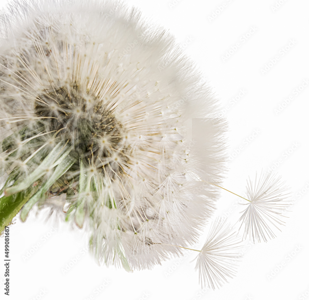Close up of grown dandelion and dandelion seeds isolated on white background